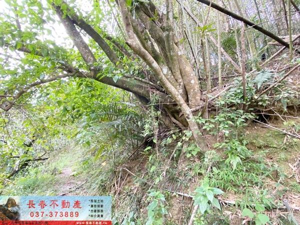 苗栗卓蘭山坡地-6