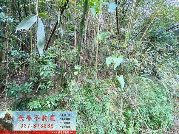 苗栗卓蘭山坡地-8