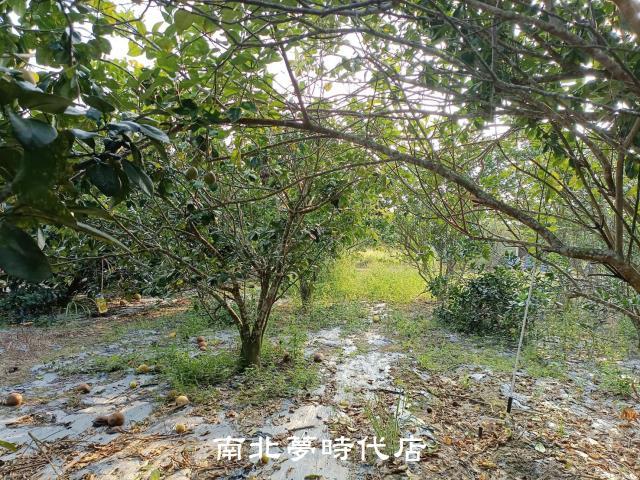 左鎮農地-4