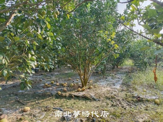 左鎮農地-5