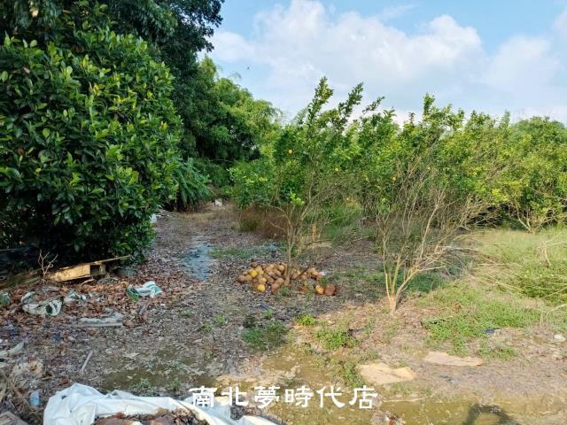 左鎮農地-8