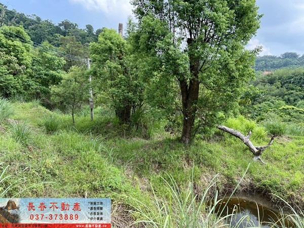 頭屋農地-4