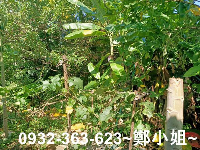 桃園桃園區農地-5