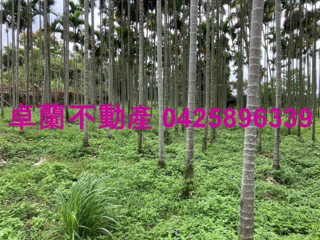 卓蘭農地-5