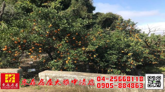 台中東勢農地-1