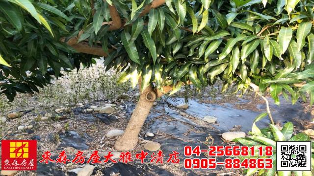 西屯農地-3