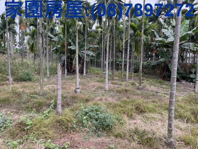 屏東萬丹農地-2