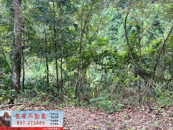 竹東農地-3