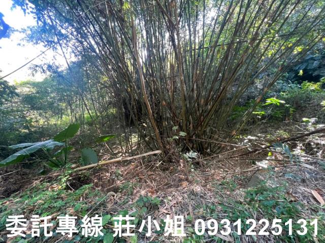左鎮農地-2