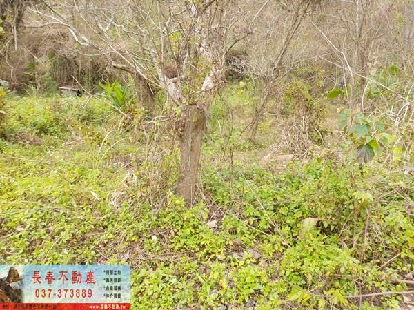 公館農地-2