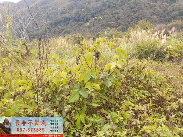 公館農地-3