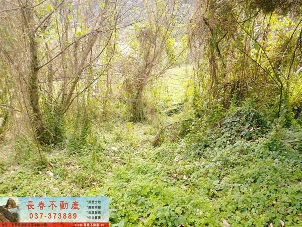公館農地-5