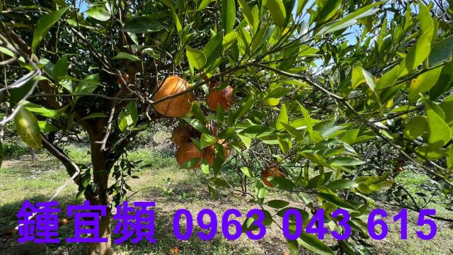新竹芎林農地-8