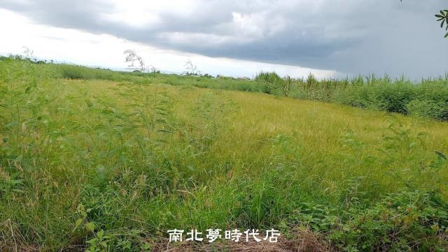台南佳里農地-4