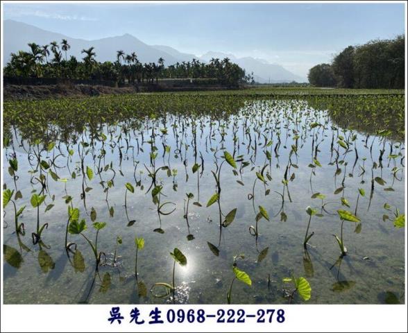 高樹農地-6