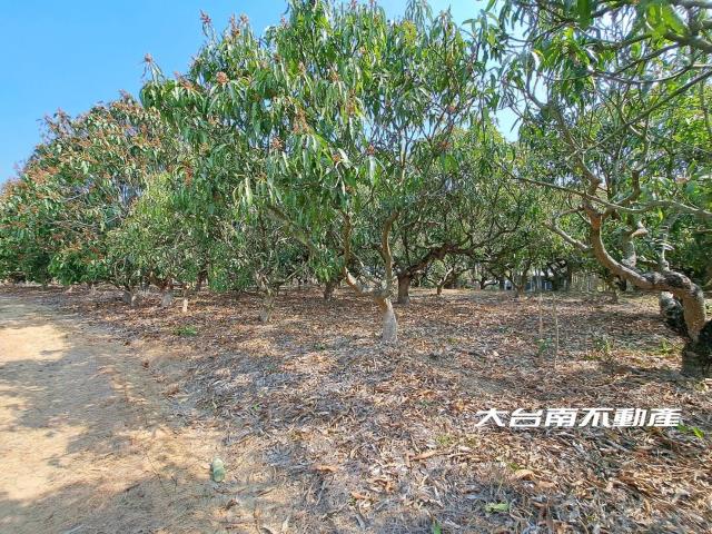 台南官田農地-3