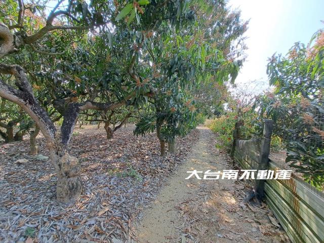 台南官田農地-7