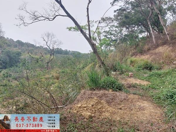 苗栗西湖農地-2