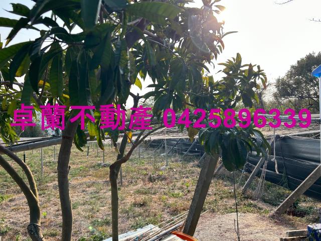 卓蘭農地-4