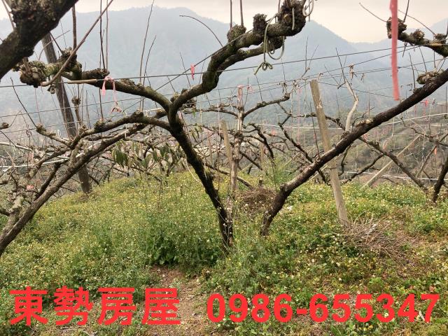 和平農地-7