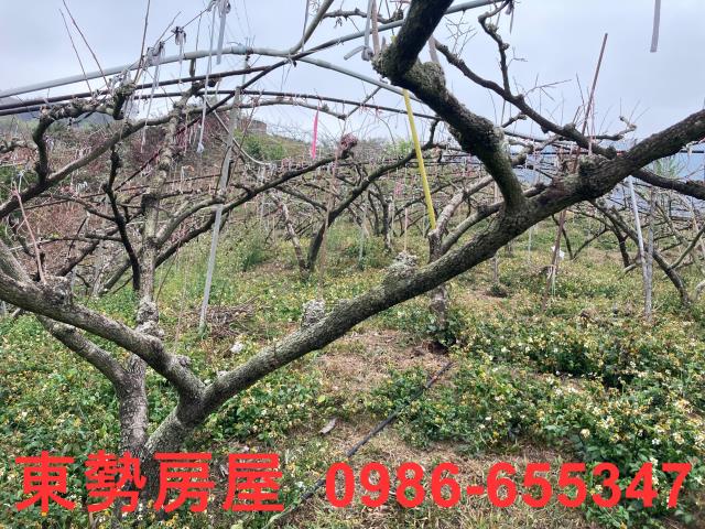 和平農地-9