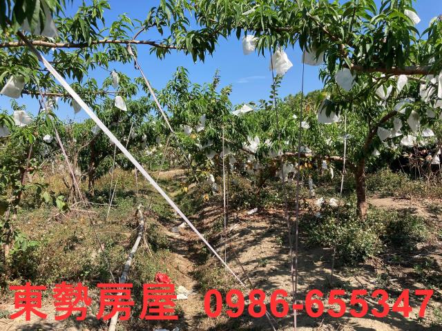 東勢農地-15