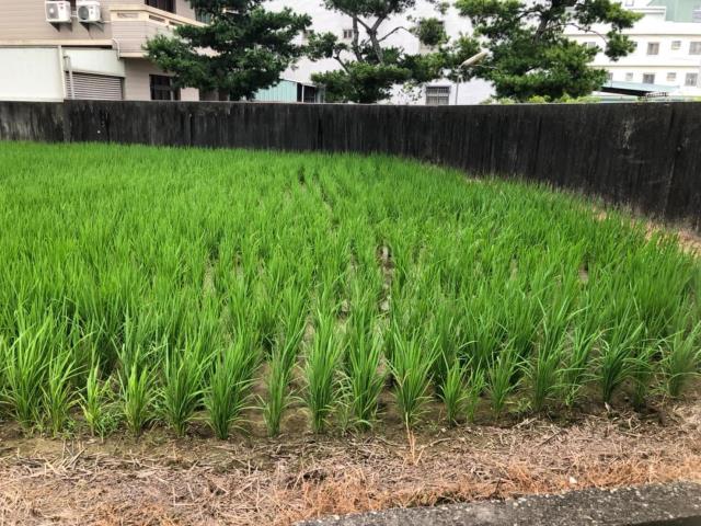台中大雅農地-1