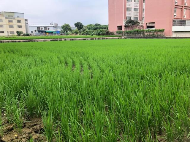 台中大雅農地-2