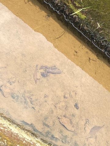 桃園農地-3