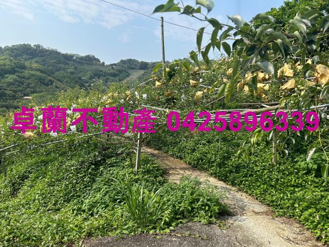 卓蘭農地-9