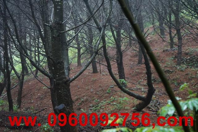 南投埔里農地-8