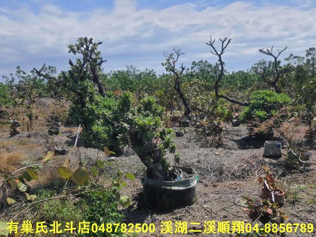 彰化農地-3