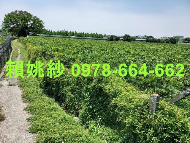 大村農地-1