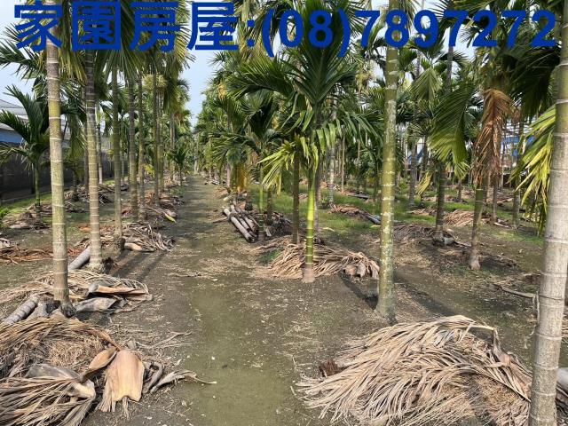 屏東萬丹農地-3