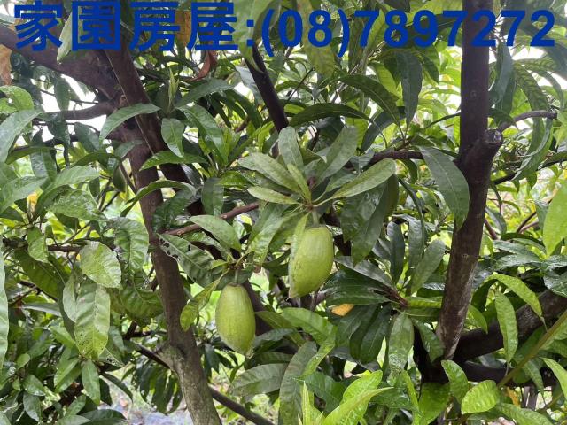 屏東萬丹農地-6