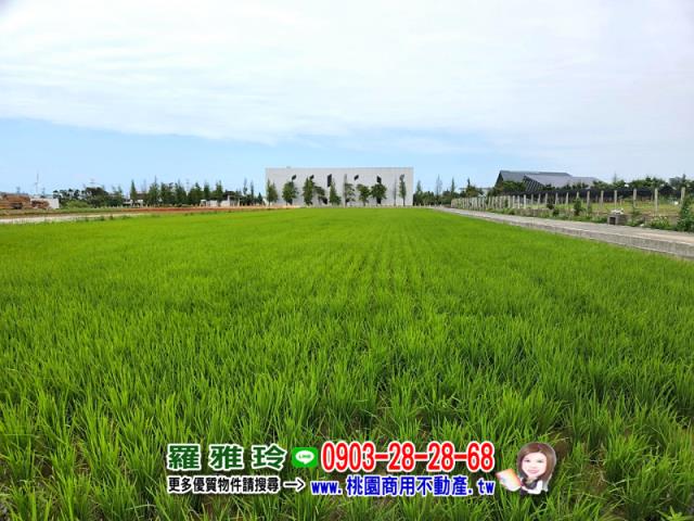 新屋農地-4