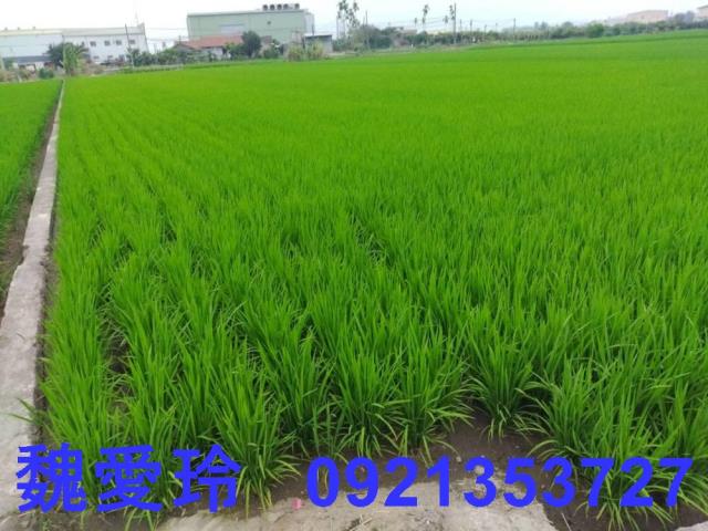 彰化芬園農地-1
