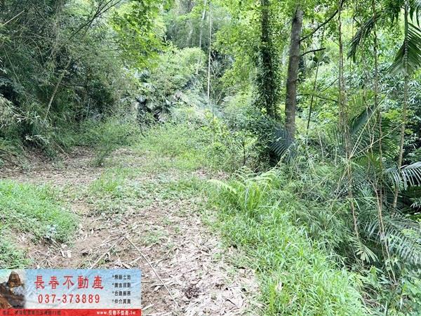 苗栗公館林地-10