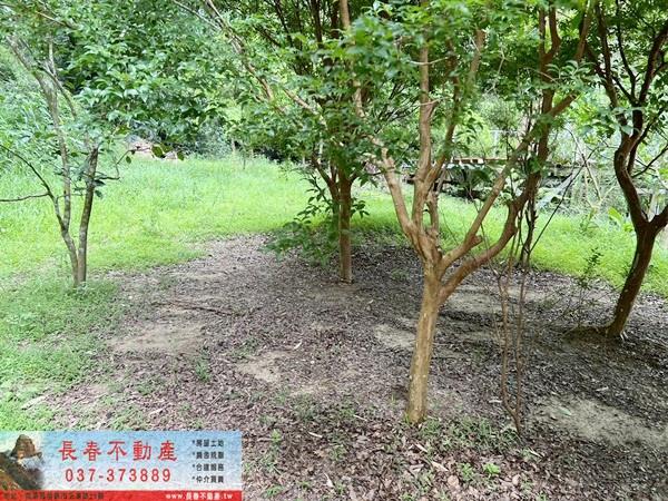 苗栗公館林地-12