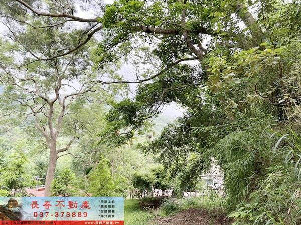 苗栗公館林地-3