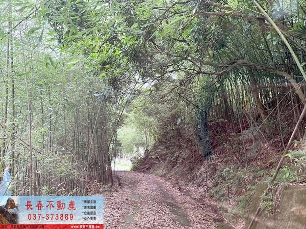 苗栗公館林地-5