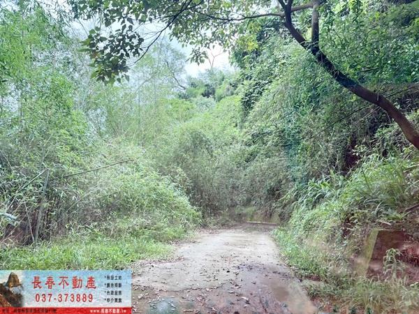 苗栗公館林地-6