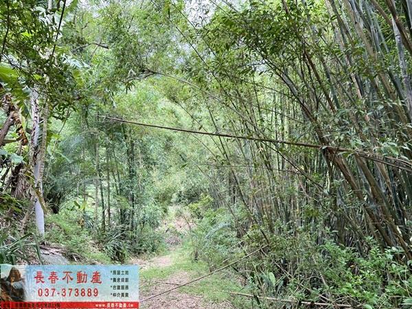 苗栗公館林地-7