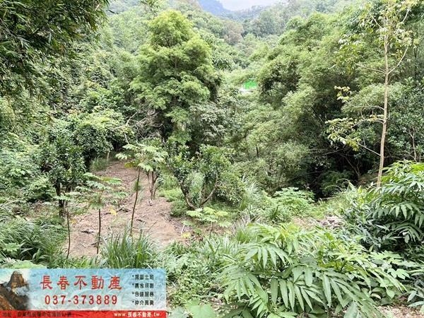 苗栗公館林地-8
