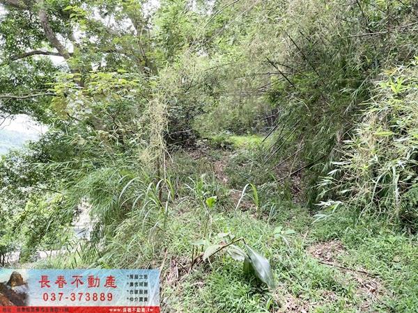 苗栗公館林地-9