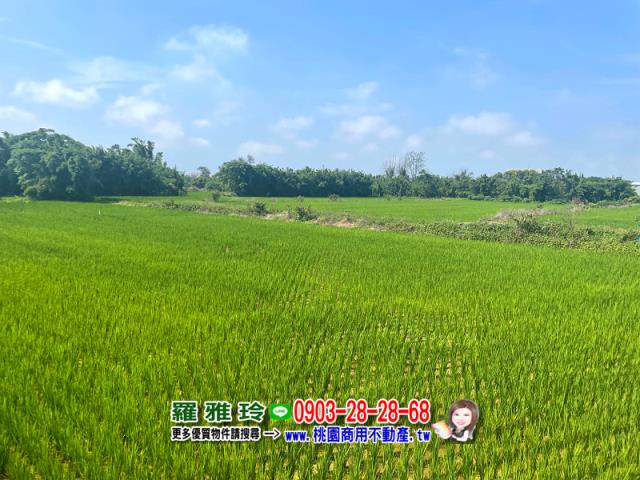 桃園觀音農地-6