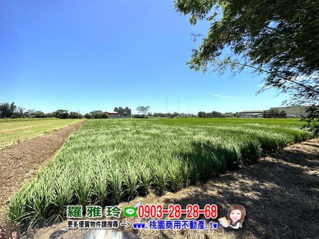 桃園觀音農地-2