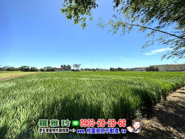 桃園觀音農地-3