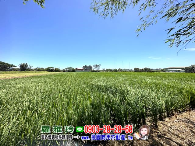 桃園觀音農地-5