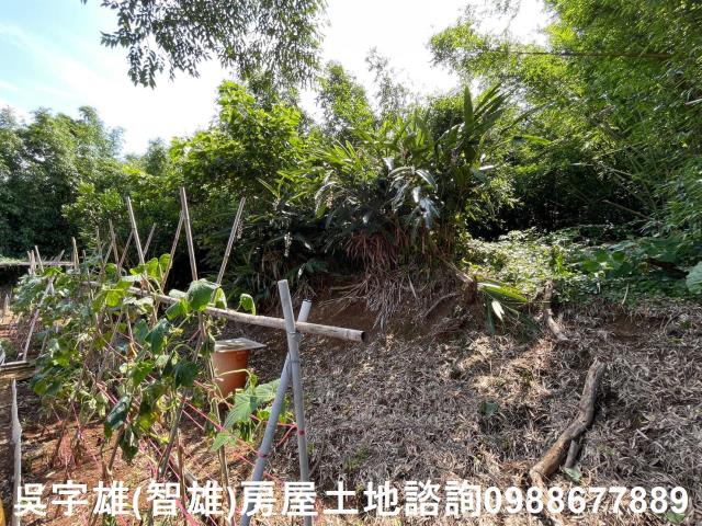 士林農地-11